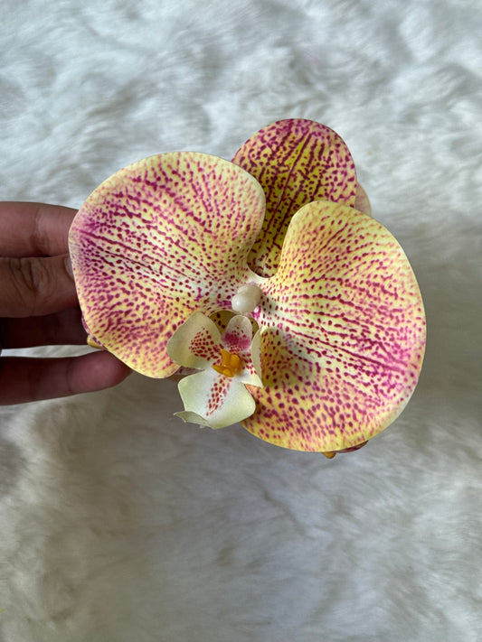 Orange-Pink phalaenopsis claw clip